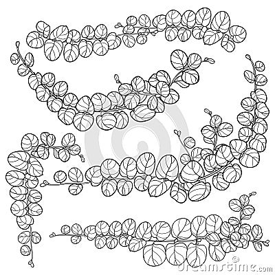 Vector set with outline ornate Lysimachia or moneywort or creeping jenny leaf bunch in black isolated on white background. Vector Illustration