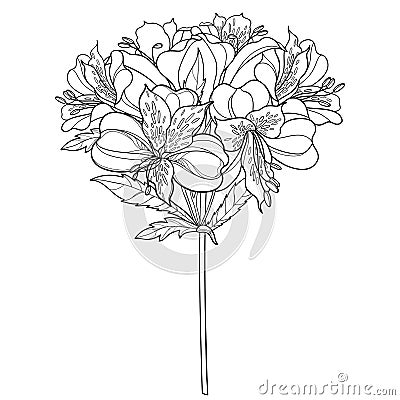 Vector bouquet of outline tropical Alstroemeria or Peruvian lily or Incas lily bunch and leaf in black isolated on white. Vector Illustration