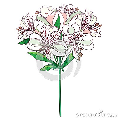 Vector bouquet of outline tropical Alstroemeria or Peruvian lily or Incas lily bunch and leaf in pastel pink isolated on white. Vector Illustration