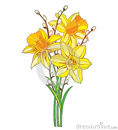 Vector bouquet with outline yellow narcissus or daffodil flower and willow branch isolated on white background. Vector Illustration