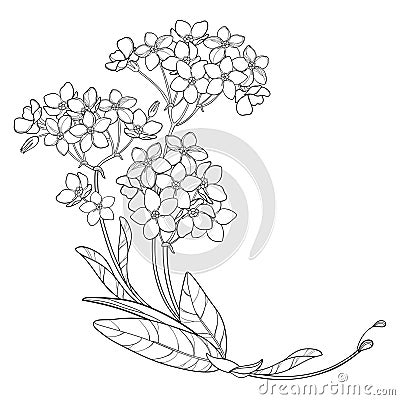 Vector corner bouquet with outline Forget me not or Myosotis flower bunch, bud and leaf in black isolated on white background. Vector Illustration
