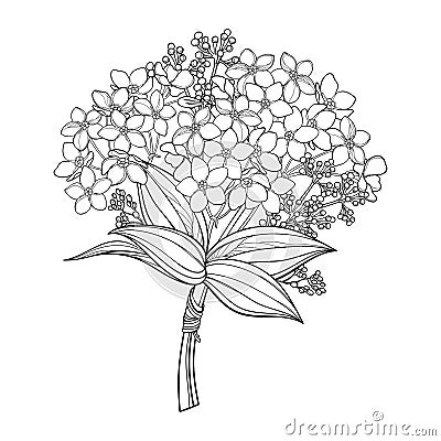 Vector bouquet with outline Forget me not or Myosotis flower bunch, bud and leaf in black isolated on white background. Vector Illustration