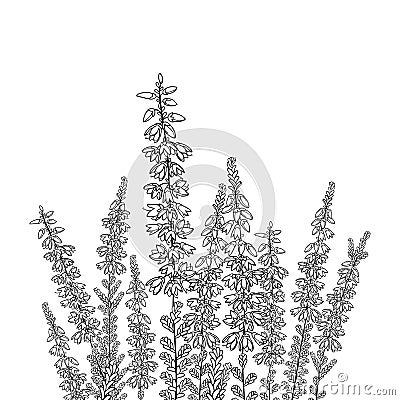 Vector field with outline Heather or Calluna flower with bud and leaves in black isolated on white background. Vector Illustration