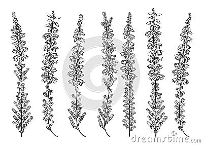 Vector set of outline Heather or Calluna flower bunch with bud and small leaves in black isolated on white background. Vector Illustration