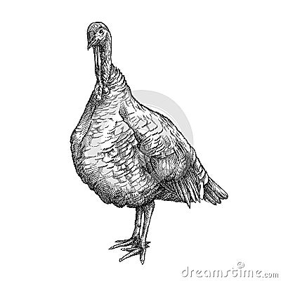 Vector hand-drawn graphic sketch of domestic turkey female in black isolated on white background. Silhouette of poultry bird. Vector Illustration