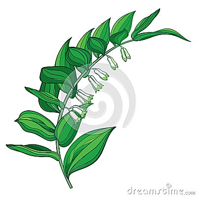 Vector stem of outline Polygonatum or Solomon`s seal flower bunch with ornate green leaves isolated on white background. Vector Illustration