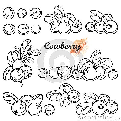 Vector set with outline lingonberry or cowberry bunch, ripe berry and leaves in black isolated on white background. Vector Illustration