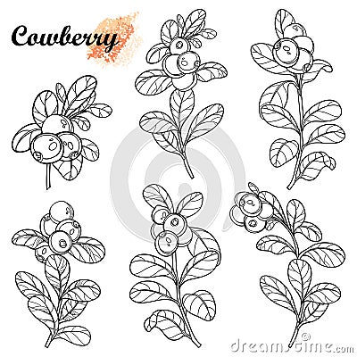 Vector set with outline lingonberry or cowberry branch with ripe berry and leaves in black isolated on white background. Vector Illustration