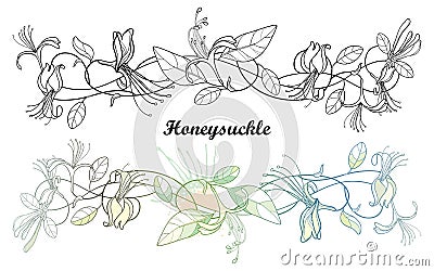 Vector bunch of outline Lonicera or Japanese Honeysuckle with flower, bud and leaf in black isolated on white background. Vector Illustration