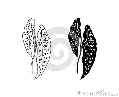 Begonia Maculata icon, line color vector illustration Vector Illustration