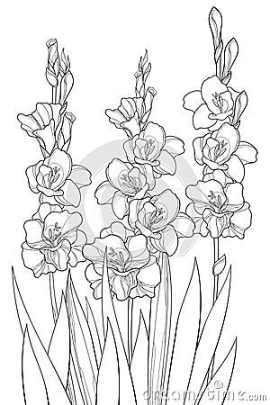 Bunch with Gladiolus or sword lily flower, bud and leaf in black isolated on white background. Vector Illustration