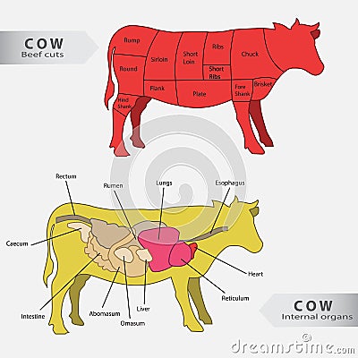 Basic cow internal organs and beef cuts chart vector Vector Illustration