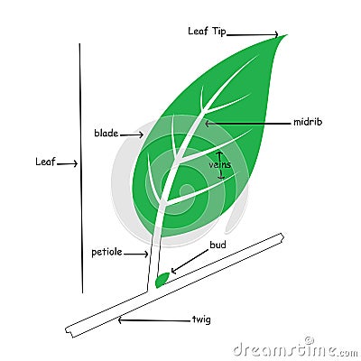 Basic Illustration of Simple Leaf Anatomy Cartoon Illustration