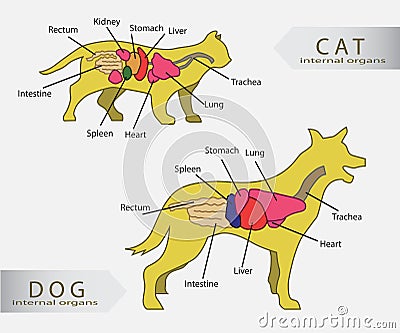 Basic internal organs of cat and dog Stock Photo