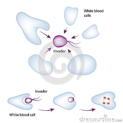 Basic Mechanism of the Immune System Vector Illustration