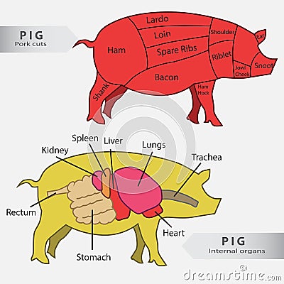 Basic pig internal organs and cuts chart Stock Photo