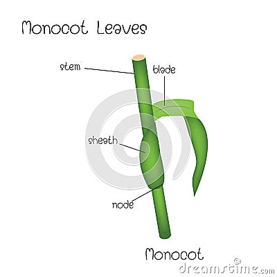 Monocot Leaves diagram Vector Illustration