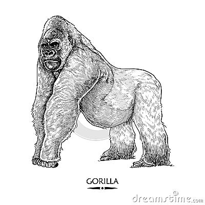 Detailed Hand Drawn Gorilla Illustration Stock Photo