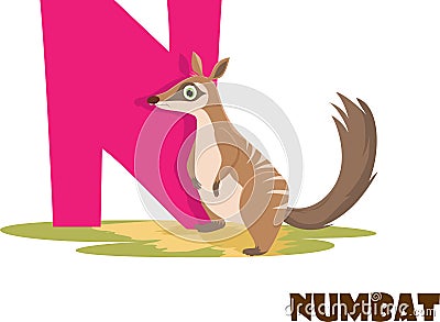 Cute Animal Zoo Alphabet. Letter N for Numbat Vector Illustration