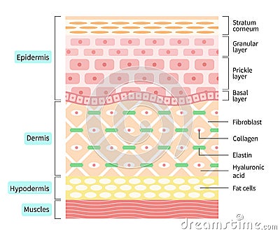 Layers of the human skin. skin and health care concept Vector Illustration