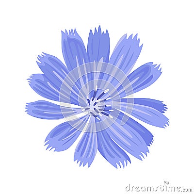 Chicory icon on white background. Vector Illustration