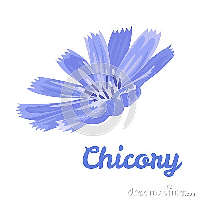 Chicory flower. Vector illustration of a blue field medicinal flower Vector Illustration