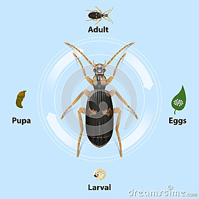 Bombardier beetles Life cycle on blue background vector Vector Illustration