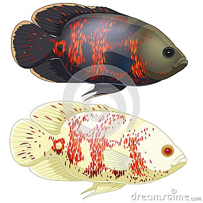 Set of aquarium oscar fish Vector Illustration