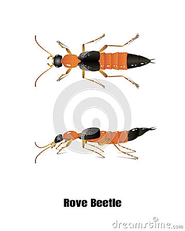 Rove beetle vector on white background,isolated,illustration,for graphic design. Vector Illustration