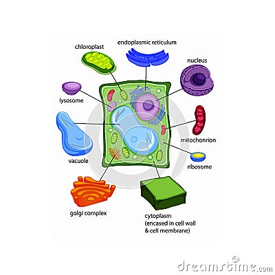 Labelled diagrams of typical plant cells with editable layers. Stock Photo