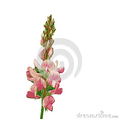 The vector illustration of pink sainfoin flower in white background , Onobrychis , Fabaceae Vector Illustration