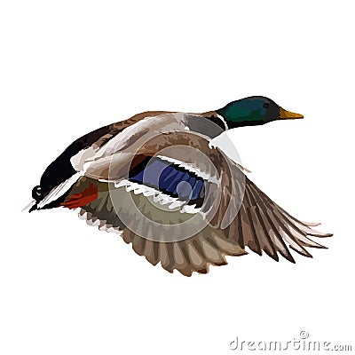 The vector illustration of flying mallard duck in white background Vector Illustration