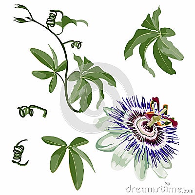 Tropical flower, Passion flower, with leaves branch, isolated object, Violet passiflora tropical flower. Vector Illustration