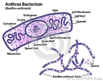 Anthrax Bacteria Morphology and Cell Vector Illustration