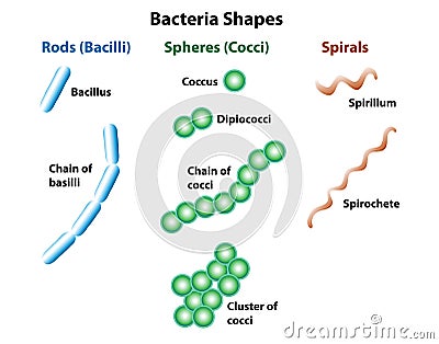 Bacteria Shapes of Rods Spheres and Spirals Vector Illustration