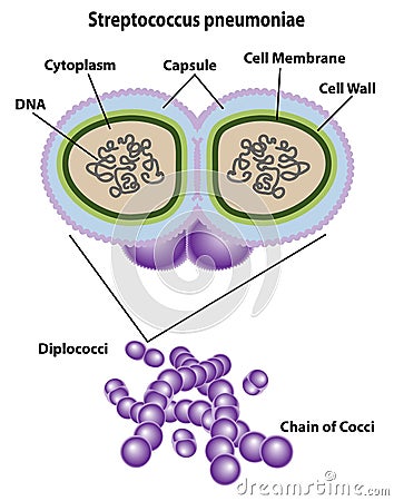 Streptococcus Cell Structures, Anatomy, and Morphology Vector Illustration