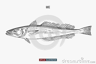 Hand drawn hake fish isolated. Engraved style vector illustration. Vector Illustration