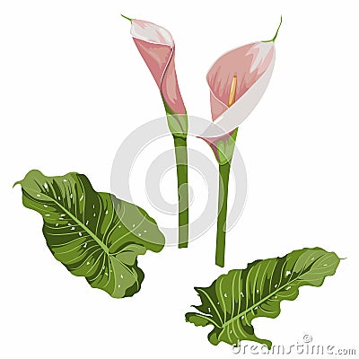 Set of pink arum lilies on white. Illustration of affectionate flowers with leaves. ZantedeschiaÑŽ Vector Illustration