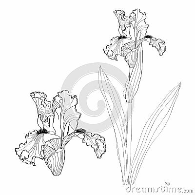 Iris floral botanical flower. Wild spring flowers set isolated. Black and white engraved ink art. Vector Illustration