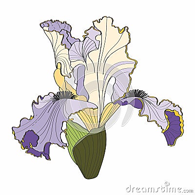 Iris floral botanical flower. Wild spring flowers set isolated. Simple colored engraved ink art. Isolated iris illustration Vector Illustration