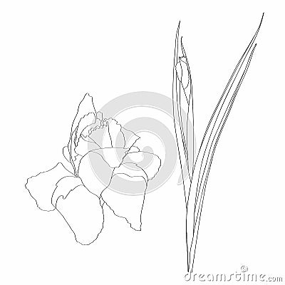 Iris floral botanical flower. Wild spring flowers set isolated. Black and white engraved ink art. Vector Illustration