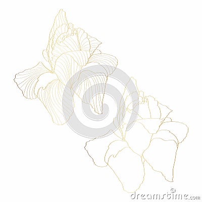 Iris floral botanical flower. Wild spring golden flowers set isolated. Golden engraved ink art. Vector Illustration