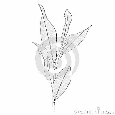 Ficus plant branch with leaves line drawing. Hand drawn modern design for creative logo, icon or emblem. Vector Illustration