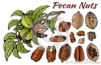 Sketch drawing set of colorful pecan nuts isolated on white background. Nut in shell, outline walnut, snack, botanical Vector Illustration