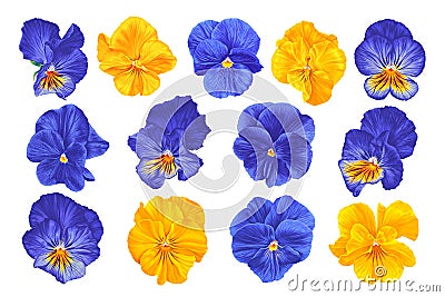 Set of realistic vector Pansies. Large inflorescences of yellow and blue plants isolated on white background. Vector Illustration