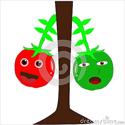 illustration tomatoes on the tree which is isolated on a white background Vector Illustration