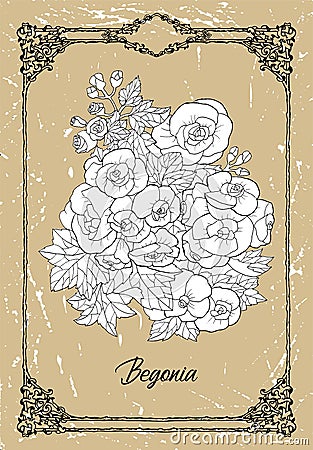 Vector black and white drawing of Begonia flower on texture background Vector Illustration