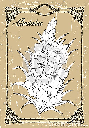 Vector drawing of Gladiolus on texture background. Vector Illustration