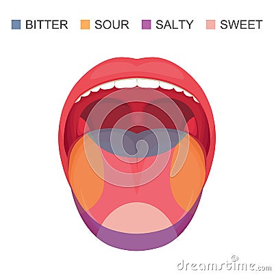 basic taste areas on human tongue, sour, sweet, bitter and salty. Vector Illustration
