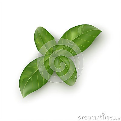 Green basil leaves on white background Stock Photo